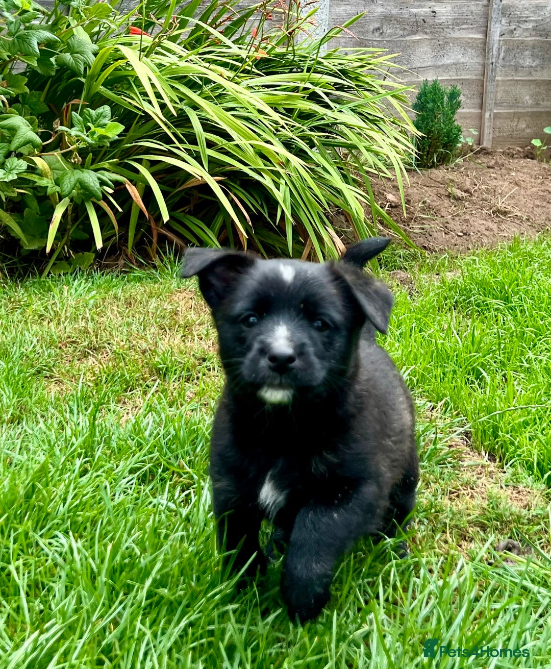 Mixed Breed dogs for sale: Weeranian Pups - Image 3