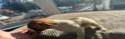 Jack Russell dogs for sale: Lively Jack Russell puppies - Advert 6