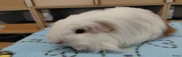 Guinea Pig rodents for sale: Young Longhaired Sheltie Sows RTL - Advert 1