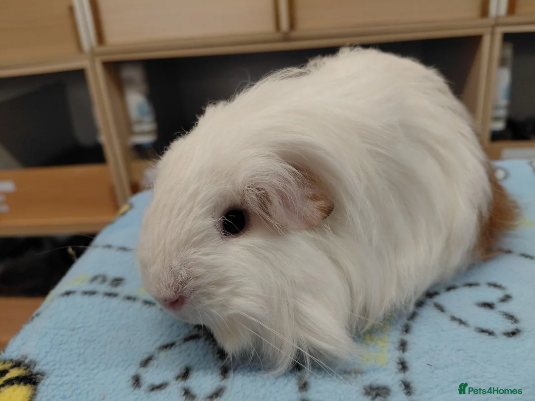 Guinea Pig rodents for sale: Young Longhaired Sheltie Sows RTL - Advert 1