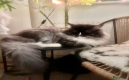 Ragdoll cats for sale: Beautiful Persia dolls  - Image 15