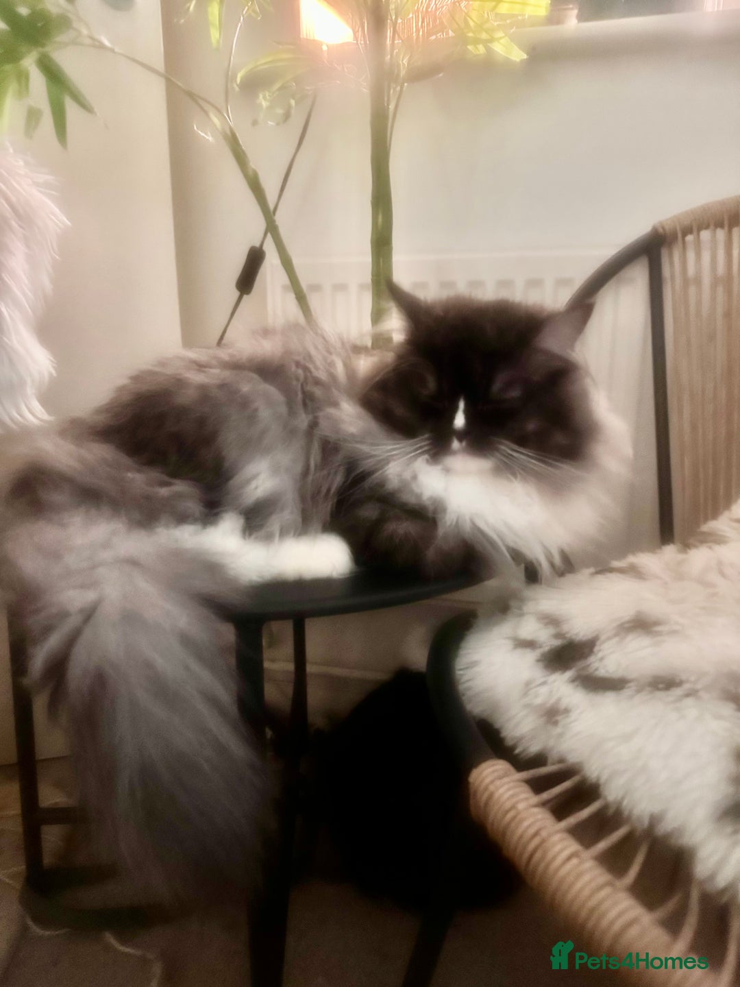 Ragdoll cats for sale: Beautiful Persia dolls  - Image 15