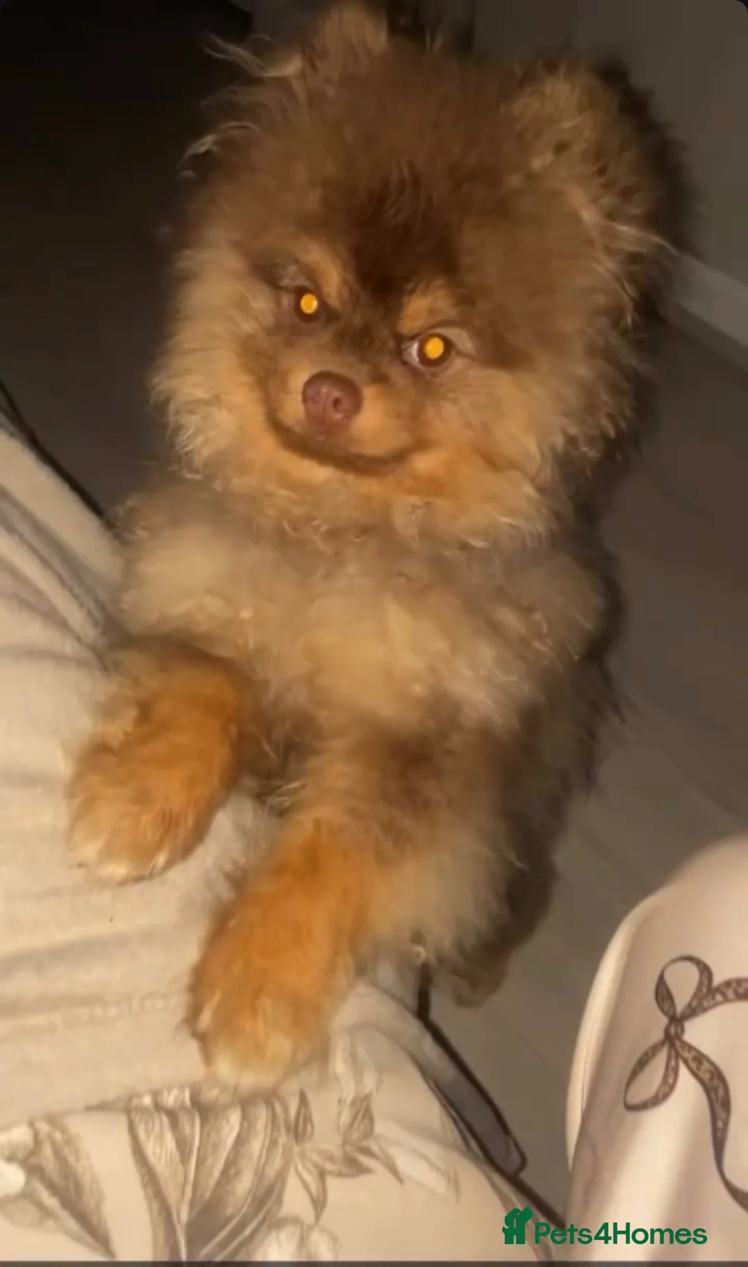 Pomeranian dogs for sale: Beautiful Male Pomeranian – 1.4 Years Old - Advert 3