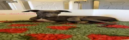 Italian Greyhound dogs for sale: Exceptional KC Italian greyhound puppies  - Advert 7