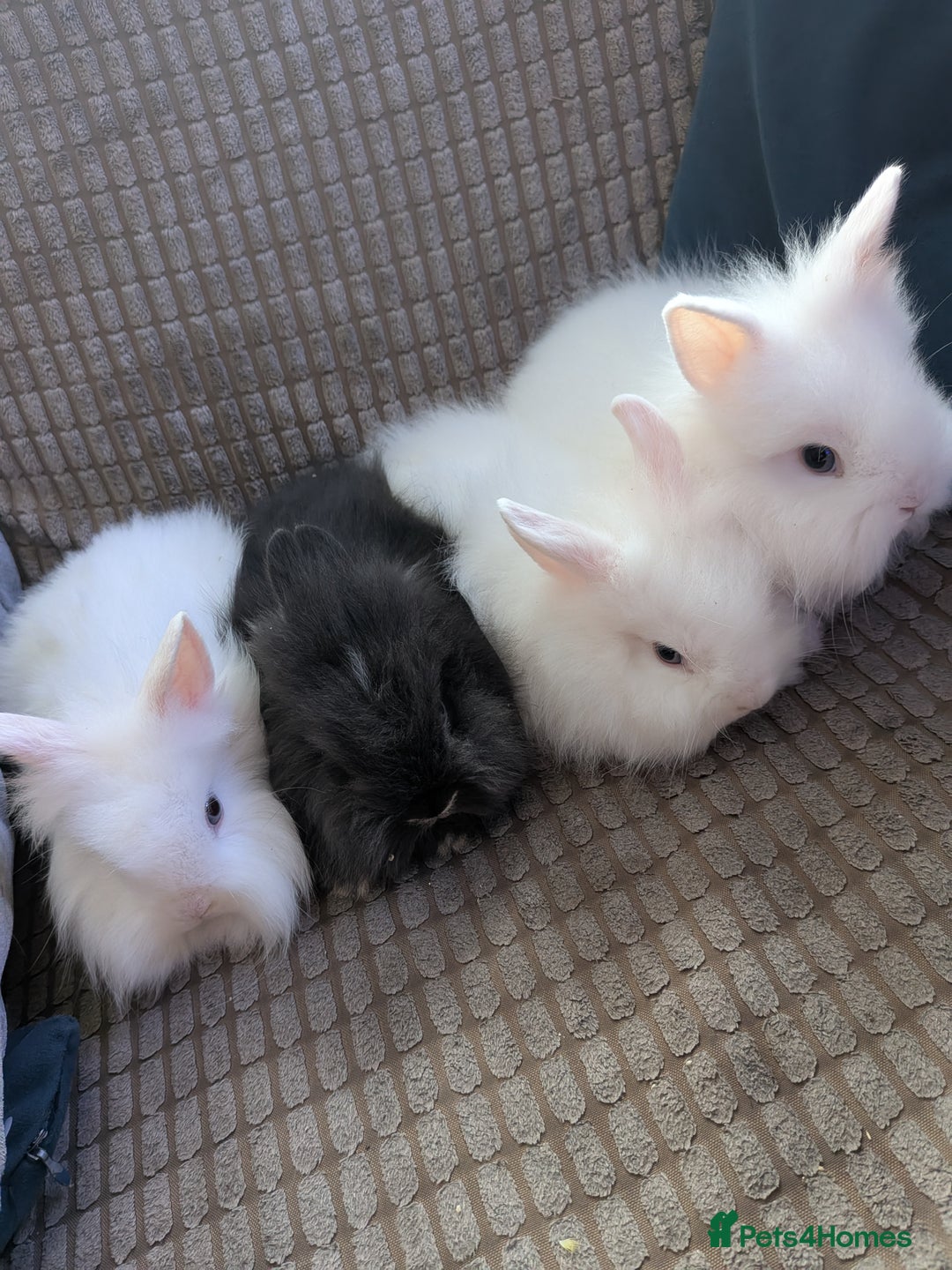 Lionhead rabbits for sale: Lionhead x Netherland dwarf - Image 7