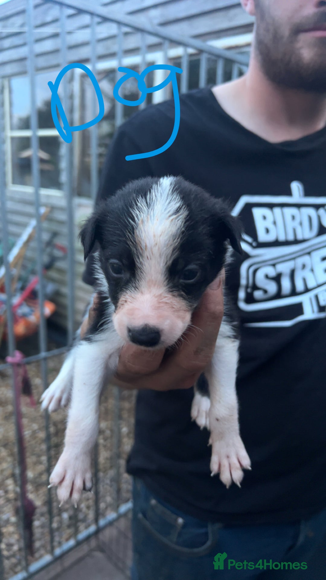 Border Collie dogs for sale: Working Border Collies - Image 7