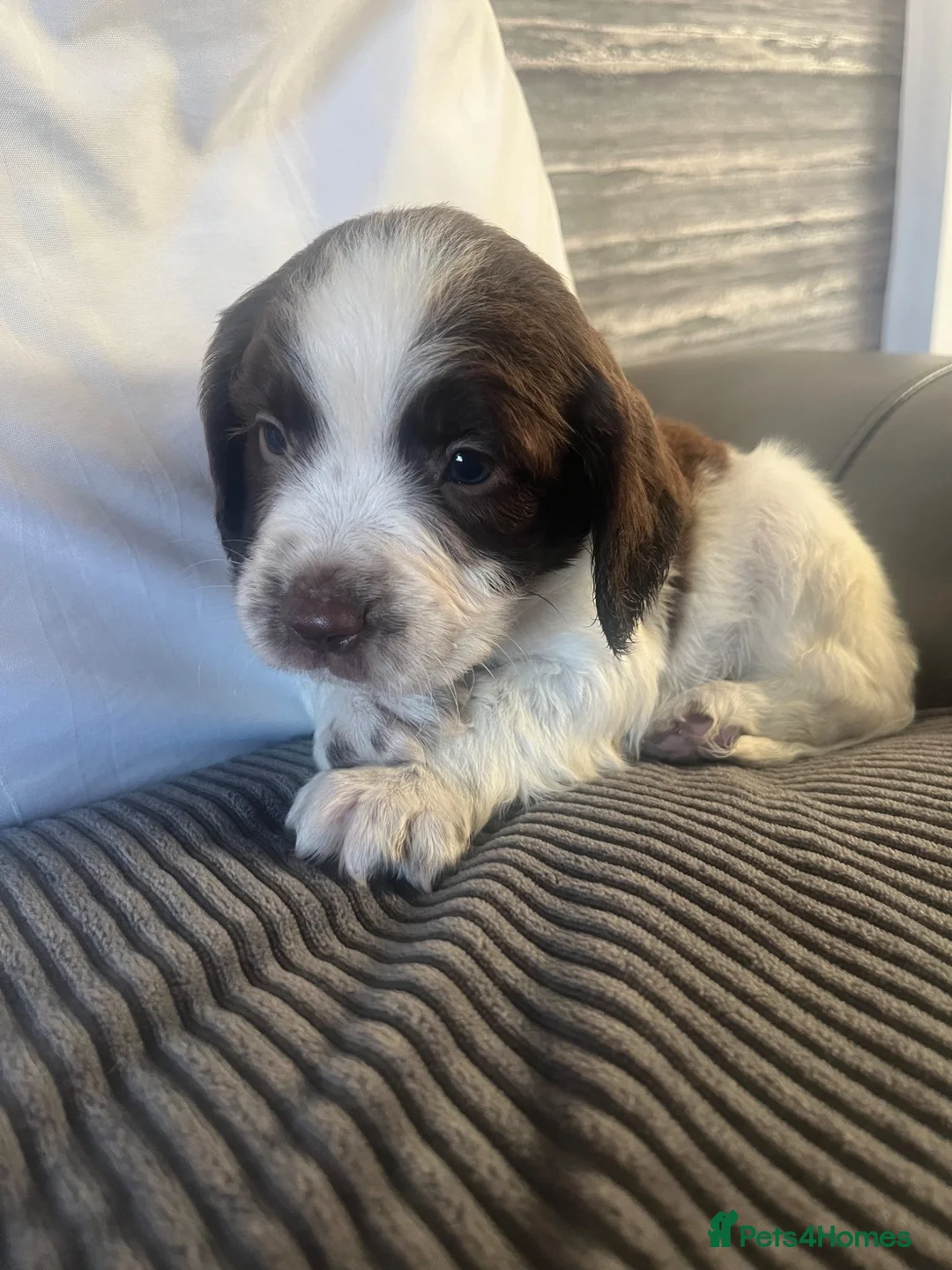 Cocker Spaniel dogs for sale: 7 beautiful cocker spaniel puppies for sale  - Advert 15