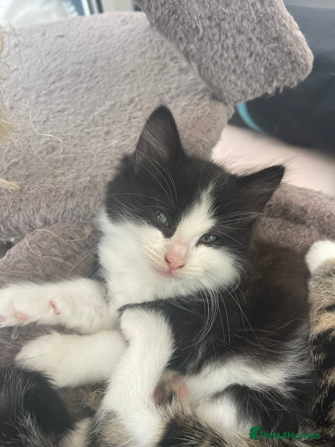 Maine Coon cats for sale: Maincoon cross British blue  - Image 4