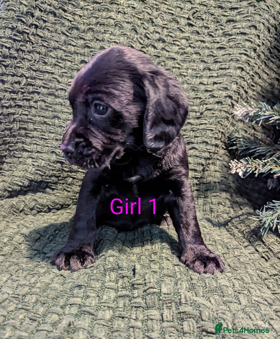 Cockerdor dogs for sale: Cockador Puppies - Advert 21