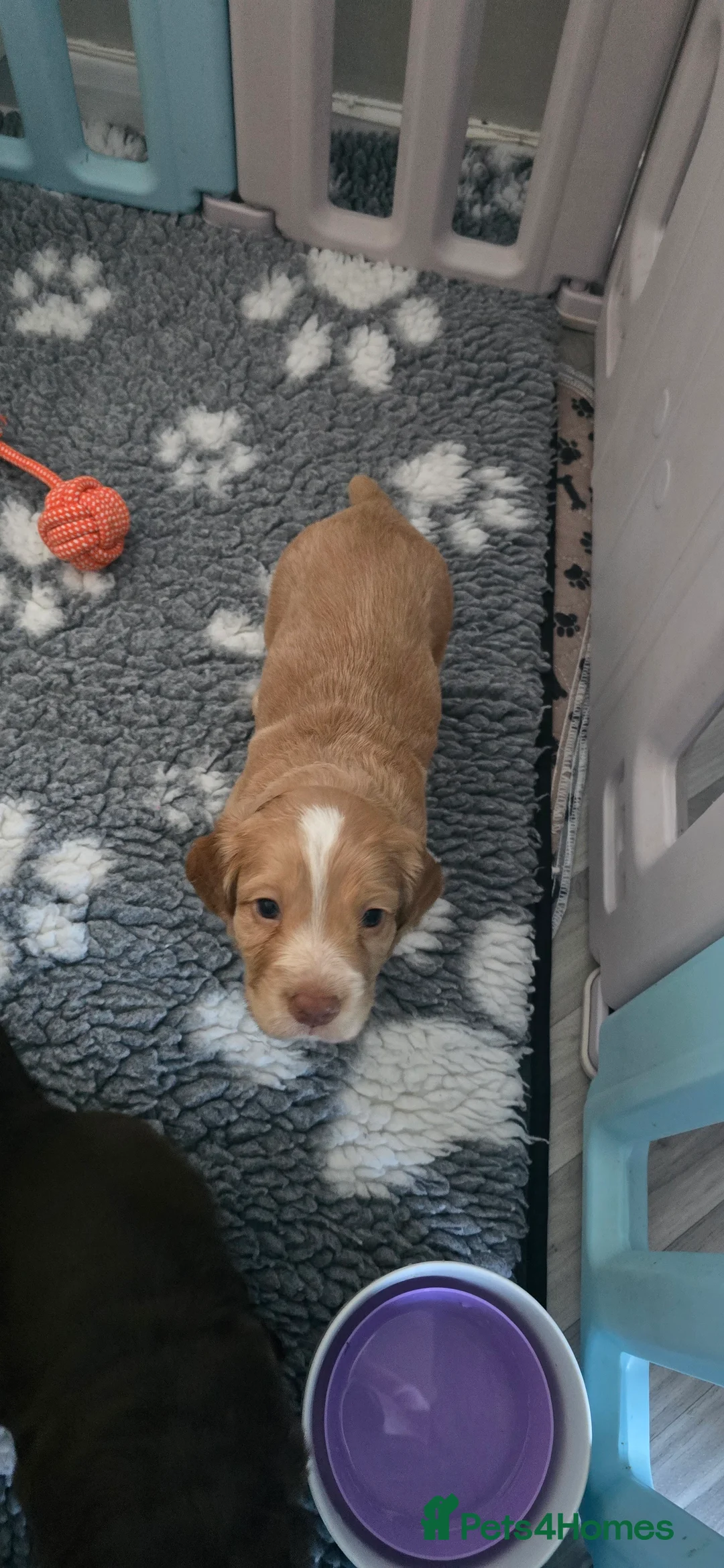 Cocker Spaniel dogs for sale:  4 x MALE Cocker Spaniel puppies  - Advert 3