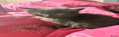 Mixed Breed 2