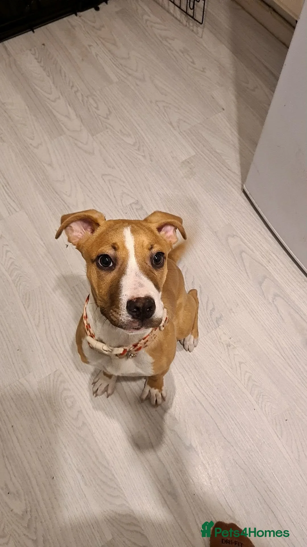 Mixed Breed dogs for sale: Loving, girl puppy  - Advert 1