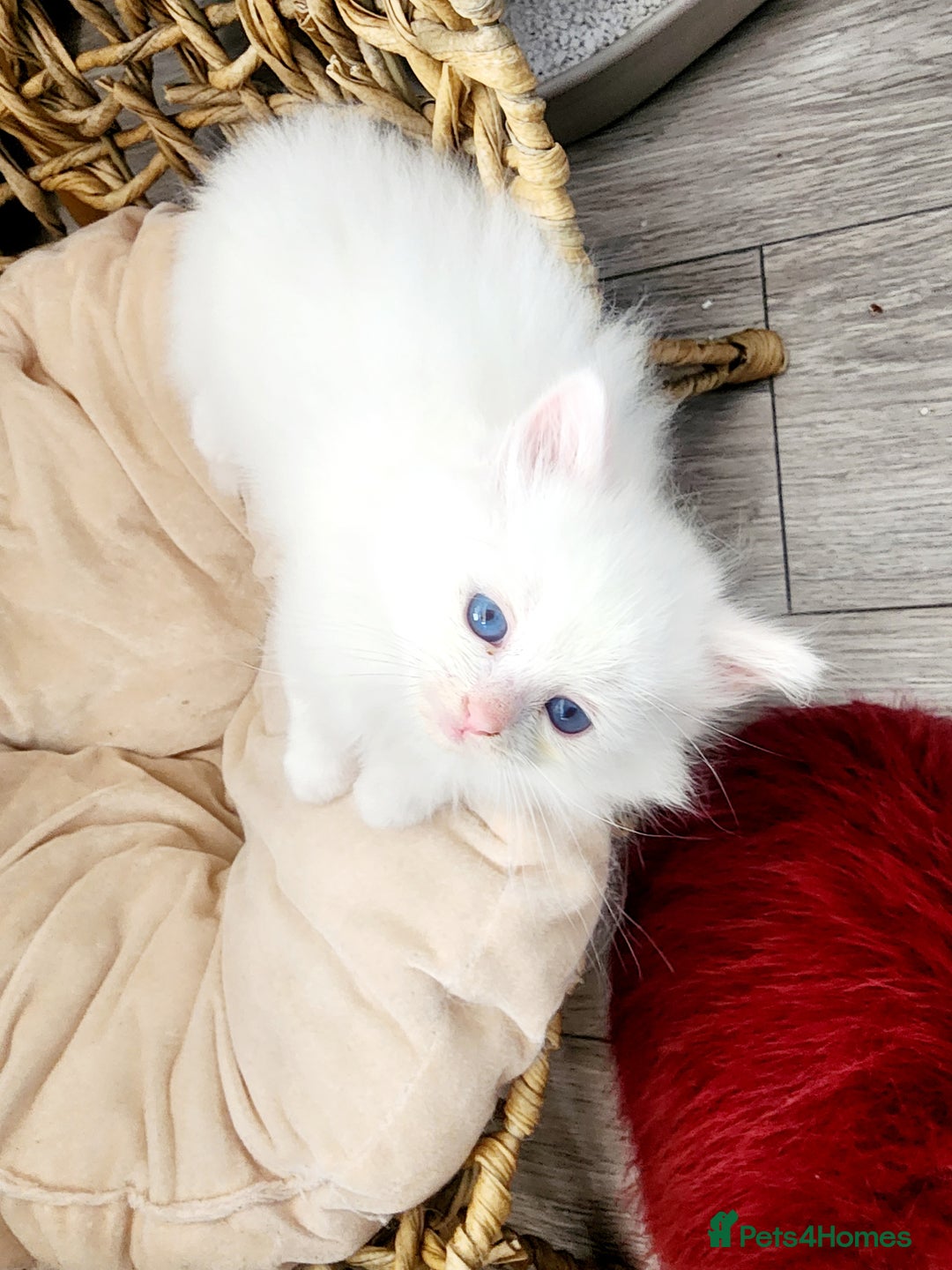 Siberian cats for sale: Siberian kittens are looking for a forever home🌹 - Image 4