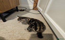 Mixed Breed cats for sale: Five Stunning Bengal X Kittens For Sale  - Image 20