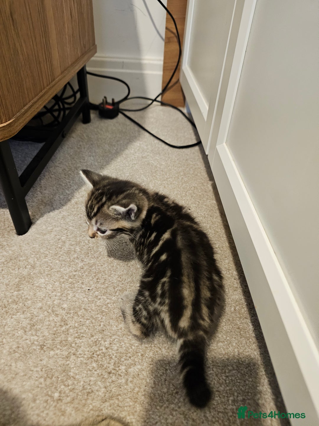 Mixed Breed cats for sale: Five Stunning Bengal X Kittens For Sale  - Image 20