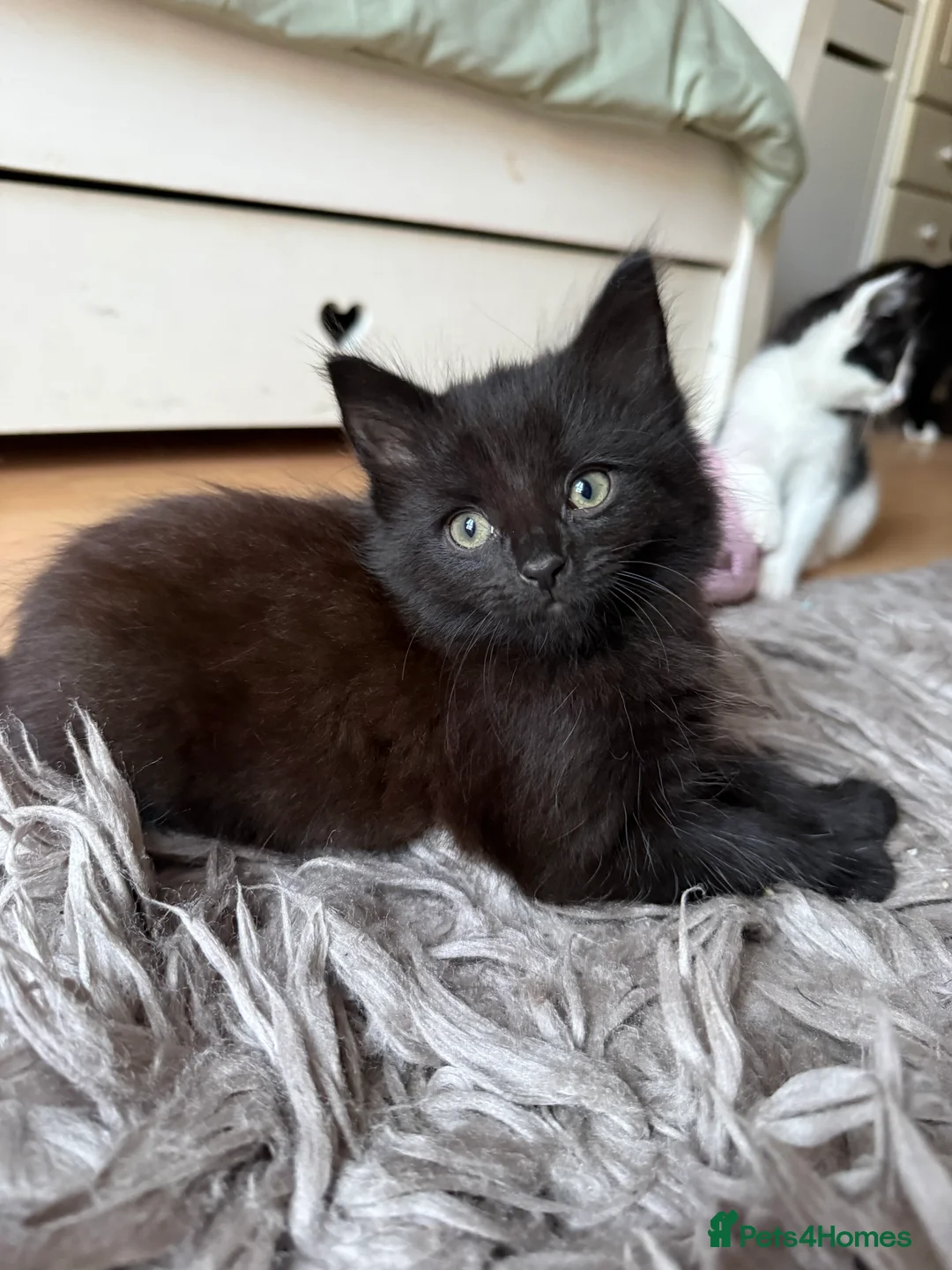 Mixed Breed cats for sale: 3x Kittens Ready for New Home - Advert 1