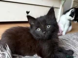 Mixed Breed cats 3x Kittens Ready for New Home - Advert 3