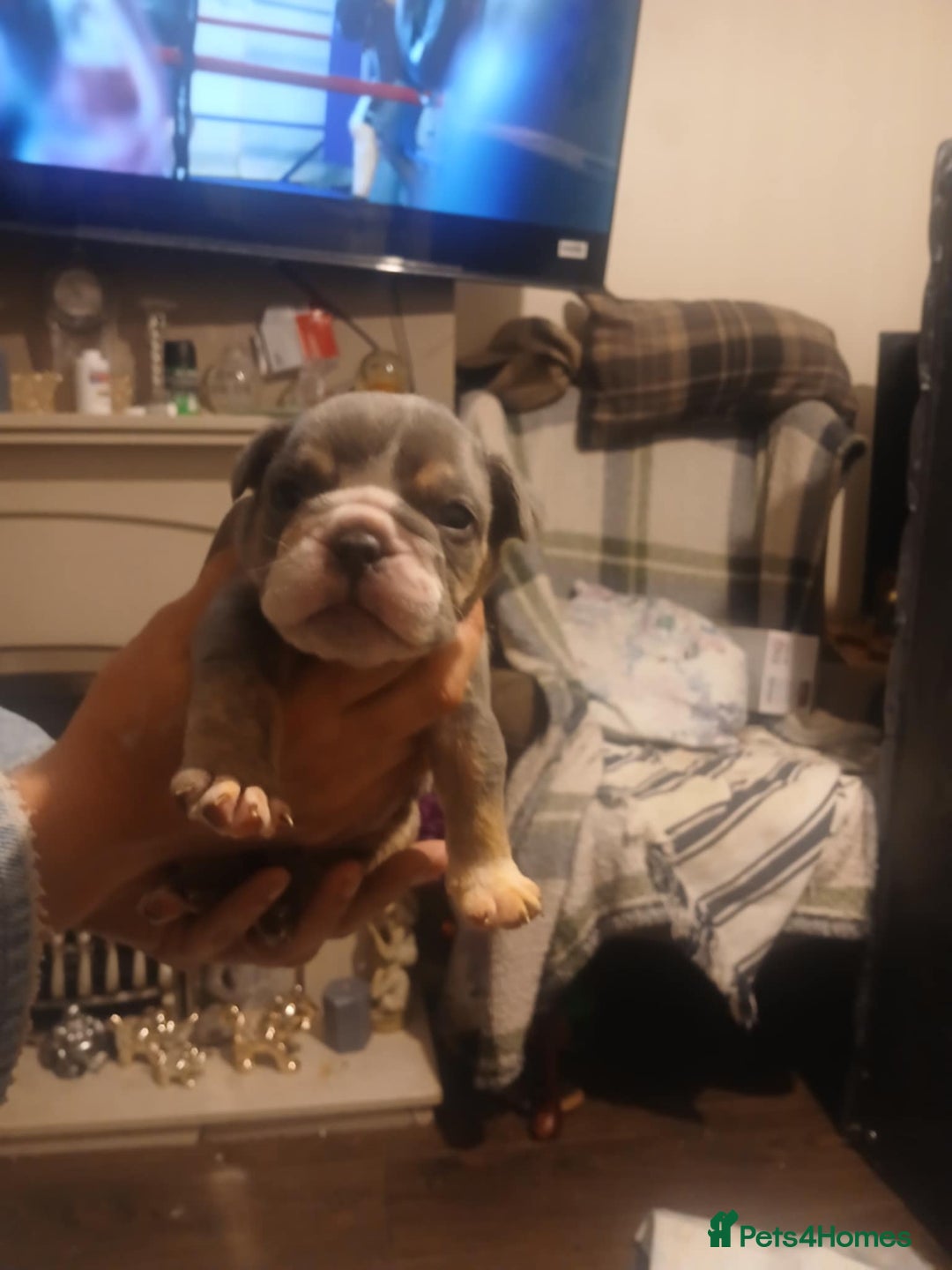 Olde English Bulldogge dogs for sale: Beautiful Litter OLDE ENGLISH BULLDOG  - Image 7