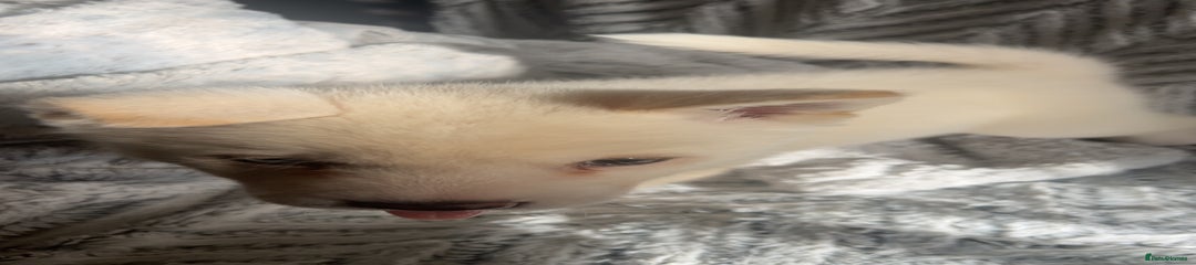 Huskita Puppy 1