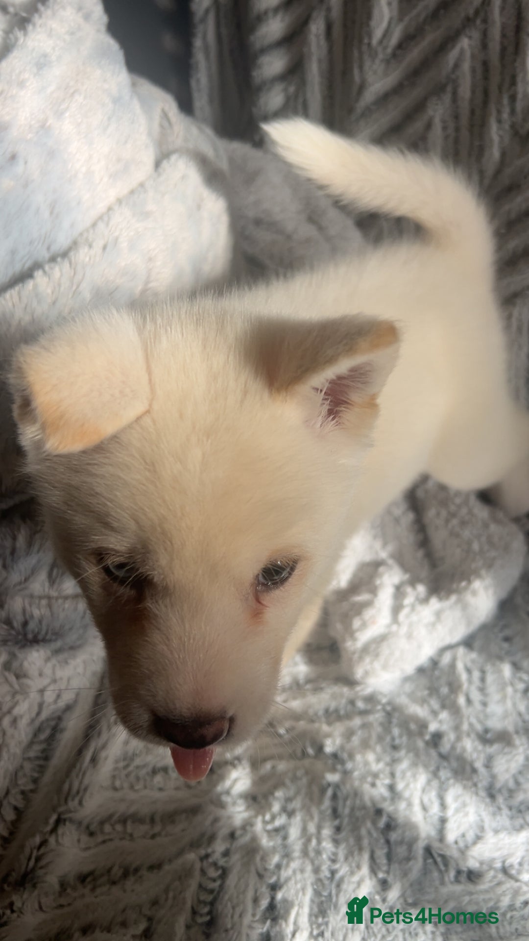 Huskita dogs for sale: Huskita puppy for sale - Image 2