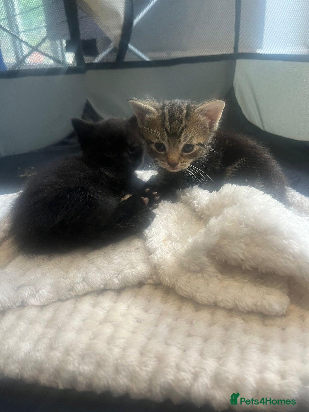 Domestic Shorthair cats for sale: 3 Gorgeous Kittens!! - Image 9