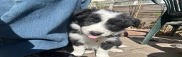 Border Collie dogs for sale: One beautiful collie girl - Advert 2