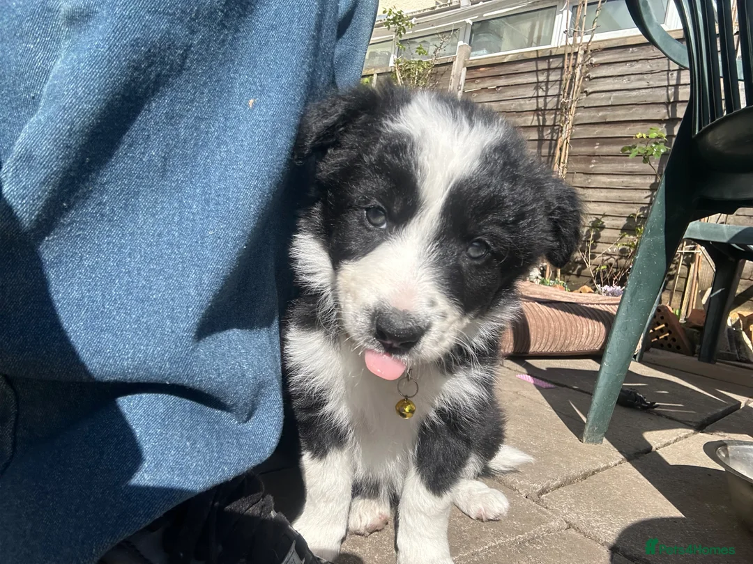 Border Collie dogs for sale: One beautiful collie girl - Advert 2