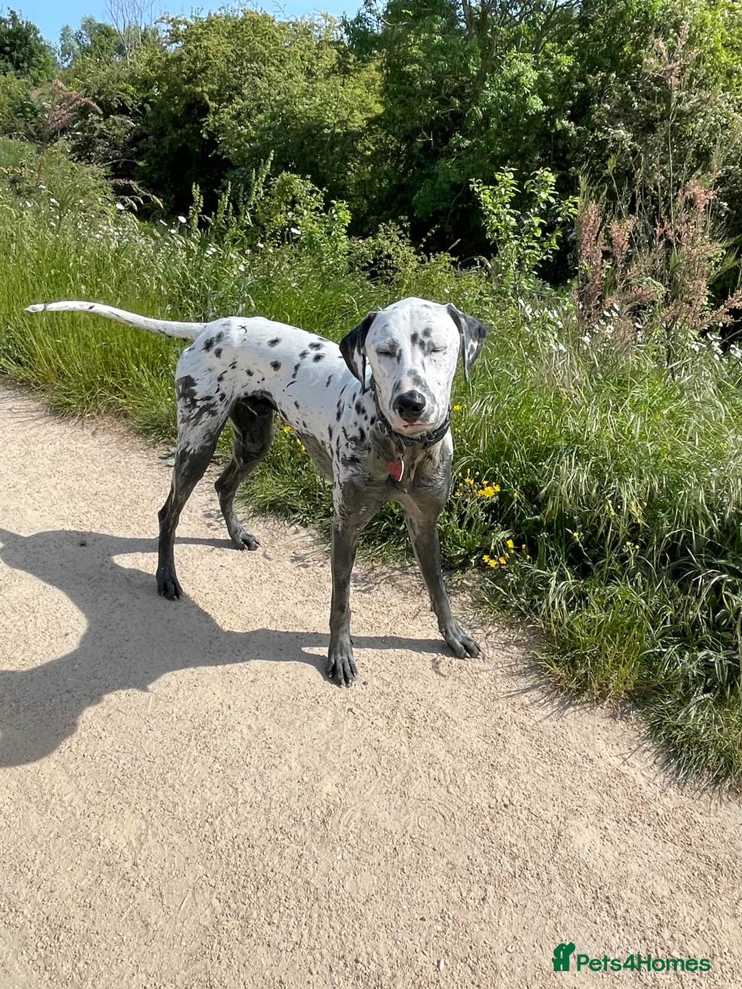 Dalmatian dogs for sale: Potential rehome - male LUA Dalmatian  - Advert 24