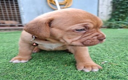 Dogue De Bordeaux dogs for sale: Dogue de Bordeaux pups  - Image 19