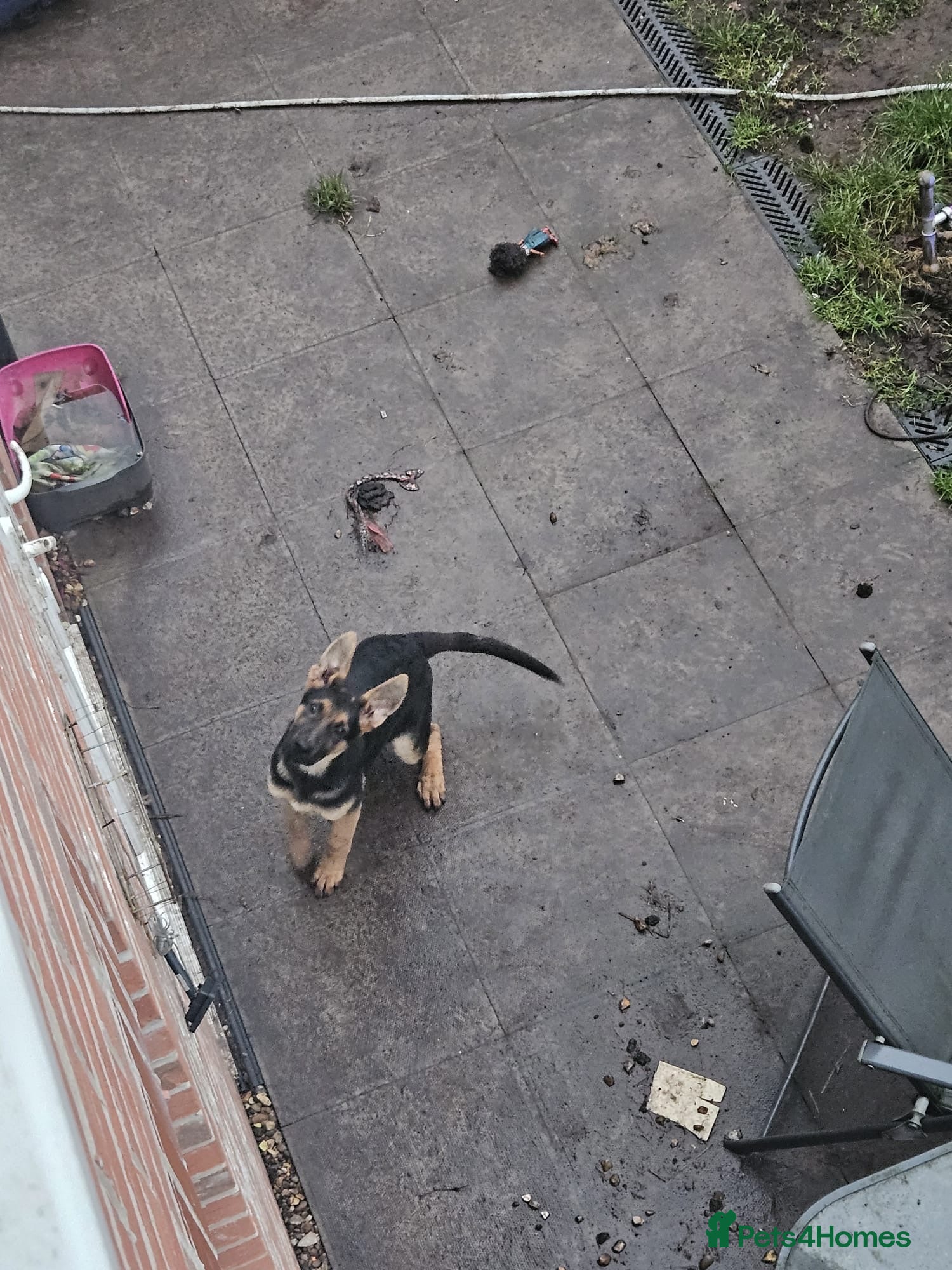 German Shepherd dogs female German shepard - Advert 5