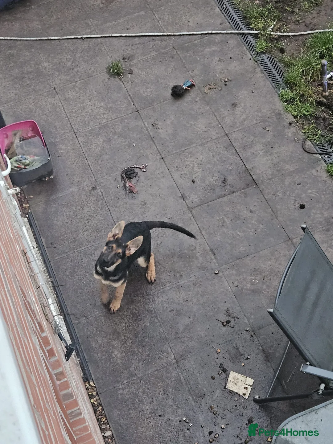 German Shepherd dogs for sale: female German shepard - Advert 1