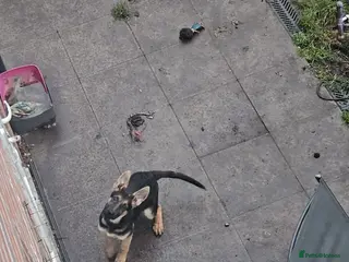 German Shepherd dogs female German shepard - Advert 5