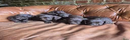 Cocker Spaniel dogs for sale: Cocker spaniel puppies - Advert 11