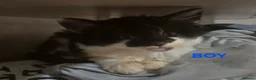 Mixed Breed cats for sale: 3 beautiful kittens - Advert 12