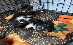 Mixed Breed dogs for sale: Lurcher x lab pups READY NOW!! - Image 19