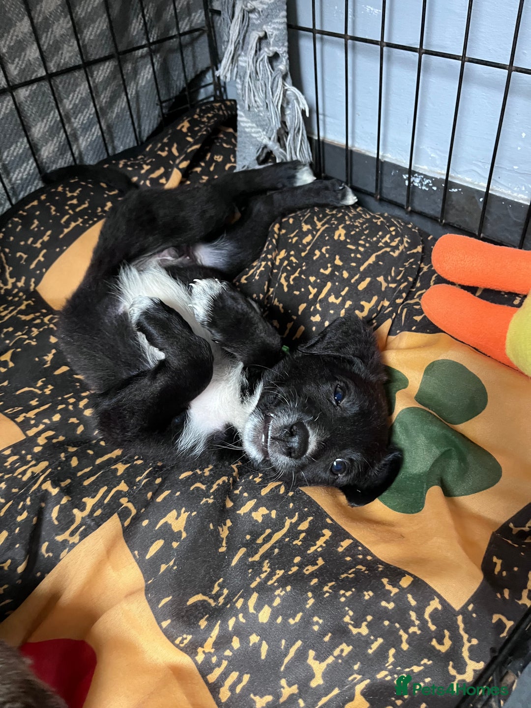 Mixed Breed dogs for sale: Lurcher x lab pups READY NOW!! - Image 19
