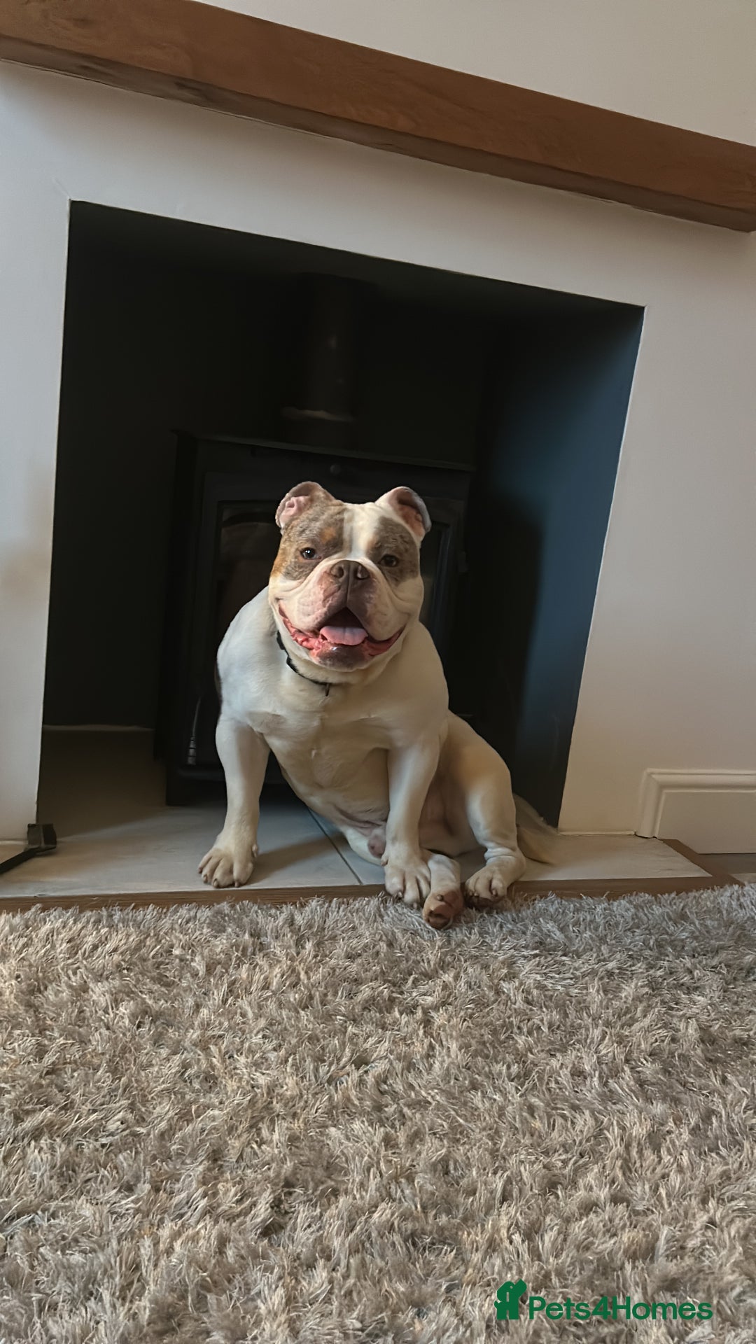 English Bulldog dogs for sale: Arthur  - Advert 1