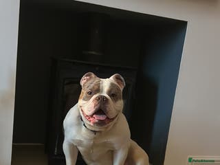 English Bulldog dogs Arthur - Advert 6