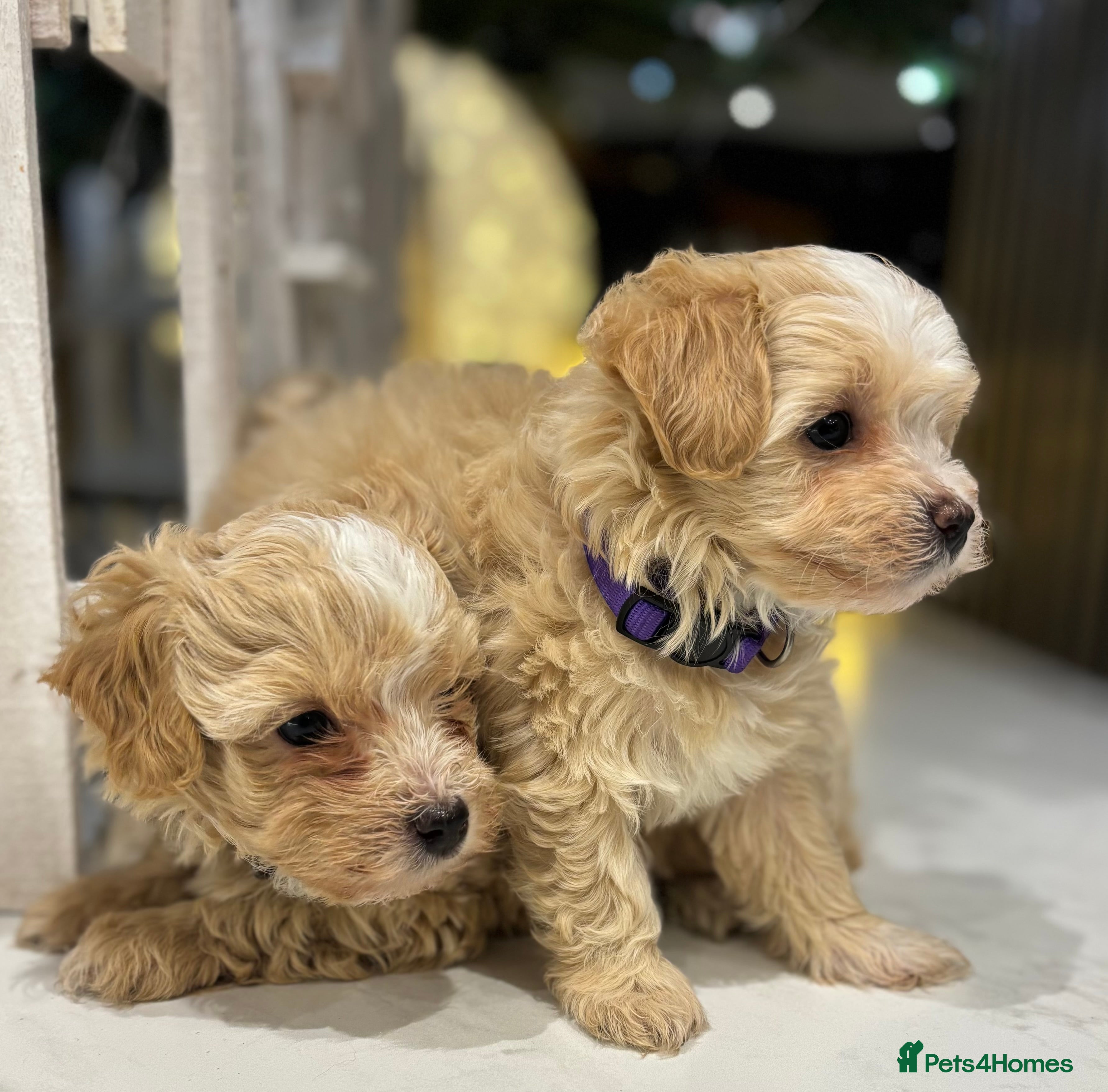 Maltipoo dogs One F1 Male And Female Left 🐾🤍 - Advert 3