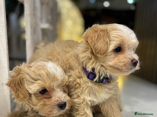 Maltipoo dogs One F1 Male And Female Left ๐พ๐ค - Advert 6