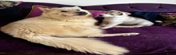 Siberian Husky dogs for sale: Exceptional Siberian Husky x Gsd Puppy - Advert 19