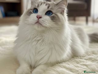 Ragdoll cats Friendly Stud Cat Available 🩵 - Advert 10