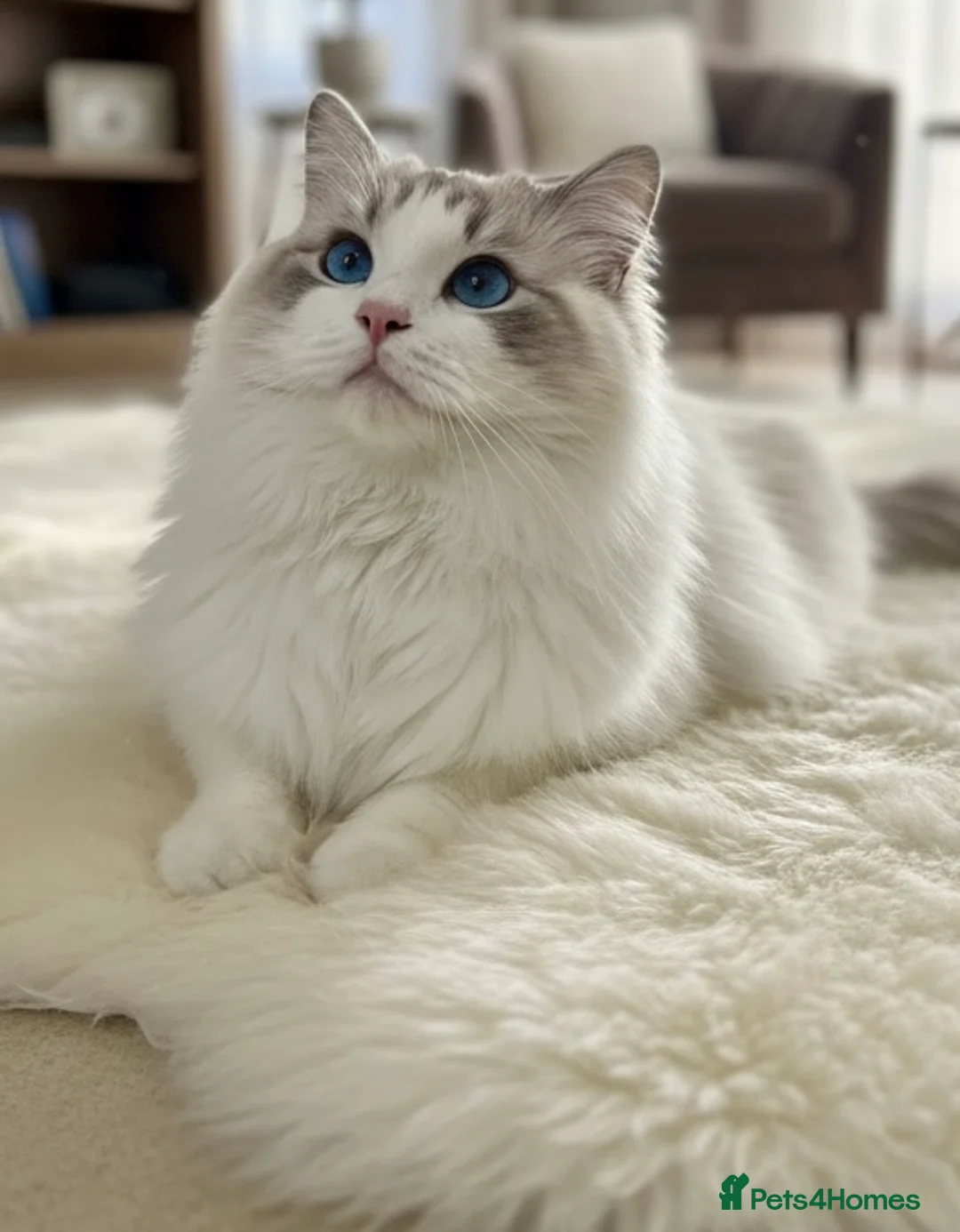 Ragdoll cats for stud: Friendly Stud Cat Available 🩵 - Advert 1