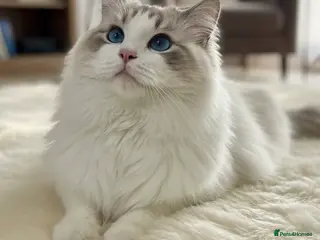 Ragdoll cats Friendly Stud Cat Available 🩵 - Advert 16