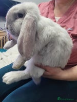 French Lop rabbits Pure Bred French Lop babies - Advert 5