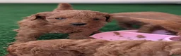 Cavapoo dogs for sale: Stunning extensively health tested Cavapoos in Portsmouth - Advert 20