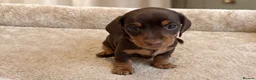 Miniature Dachshund dogs for sale: Miniature Smooth-Haired Dachshund Puppies Puppies in Oxford - Advert 6