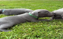Staffordshire Bull Terrier dogs for sale: Blue Staffordshire Bull Terrier Puppies KC reg - Image 9