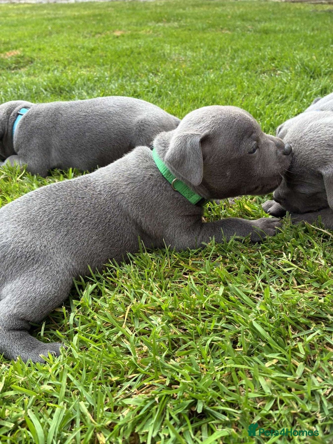 Staffordshire Bull Terrier dogs for sale: Blue Staffordshire Bull Terrier Puppies KC reg - Image 9