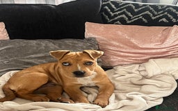 Mixed Breed dogs for sale: American bully x Rottweiler  - Image 1
